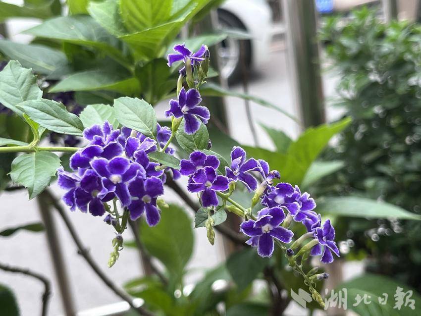 澳门新葡亰手机版